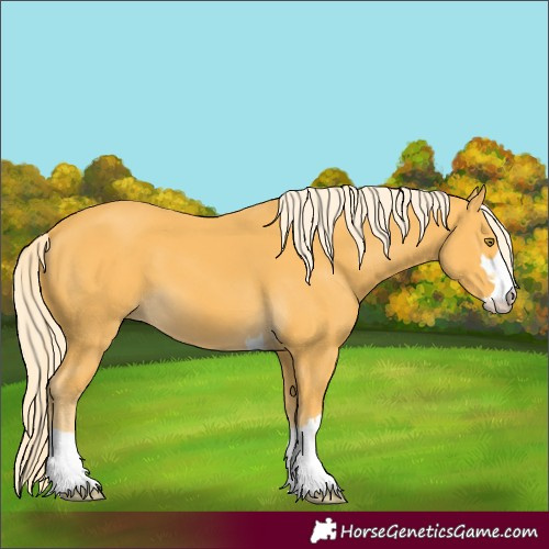 Horse Color:Unknown 