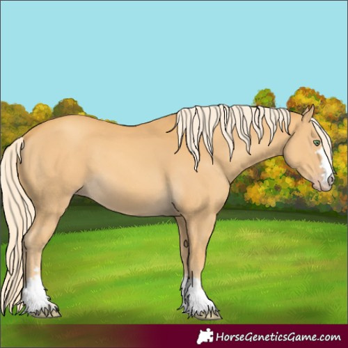 Horse Color:Unknown 