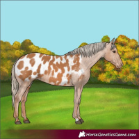 Horse Color:Chestnut Appaloosa 
