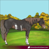 Horse Color:Liver Chestnut Sabino Rabicano 