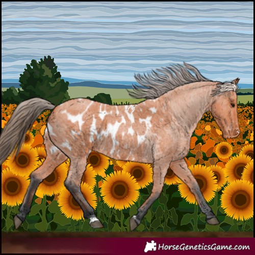 Horse Color:Bay Roan Appaloosa 