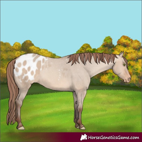 Horse Color:Amber Champagne Dun Appaloosa