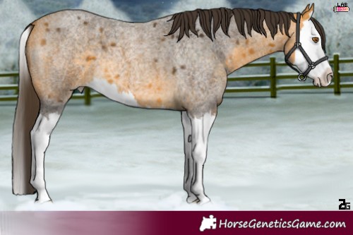 Horse Color:Buckskin Roan Splash 