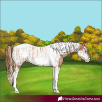 Horse Color:Chocolate Palomino Pearl Tobiano Frame and Liver Chestnut Pearl Tobiano Frame