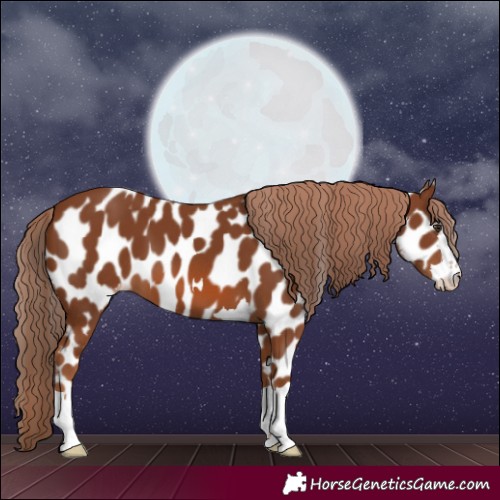 Horse Color:Chestnut Appaloosa 
