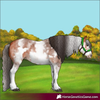 Horse Color:White Spotted Bay Sabino Frame