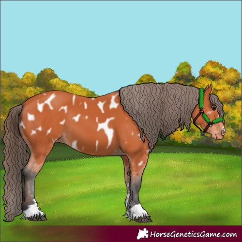 Horse Color:Bay Near Leopard 