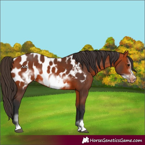 Horse Color:Bay Frame Appaloosa 