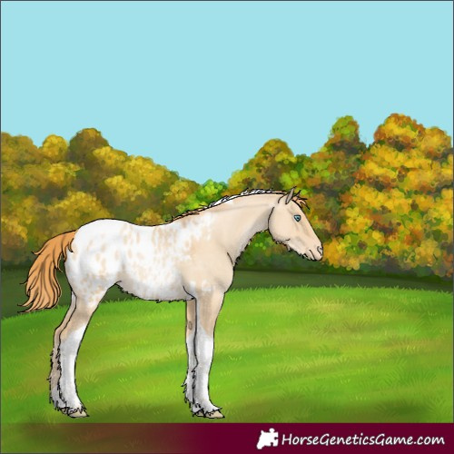 Horse Color:Smoky Grullo Pearl Tobiano Appaloosa 