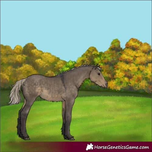 Horse Color:Silver Smoky Grullo Sabino 