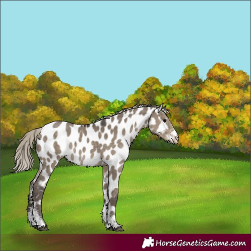 Horse Color:Silver Smoky Grullo Sabino Appaloosa 