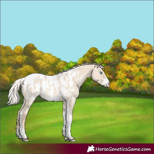 Horse Color:Silver Smoky Creme Dun Sabino Tobiano Appaloosa 