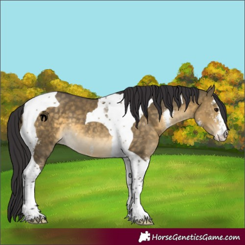 Horse Color:Buckskin Dun Sabino Tobiano 