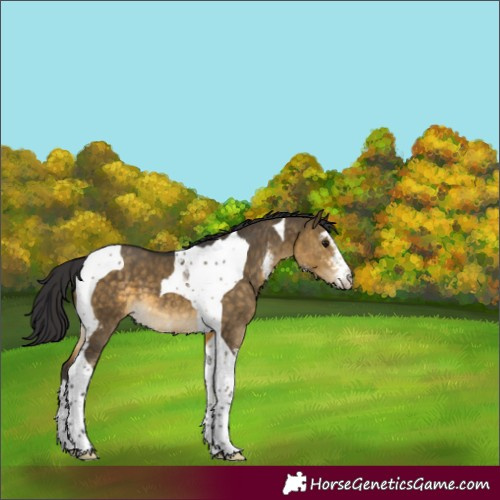 Horse Color:Buckskin Dun Sabino Tobiano 