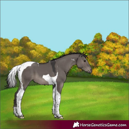 Horse Color:Smoky Grullo Tobiano 