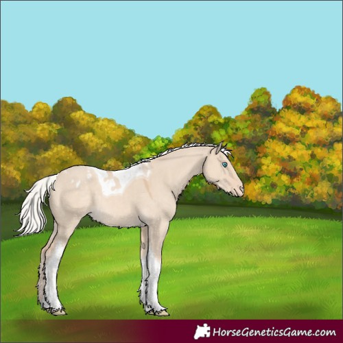 Horse Color:Silver Smoky Creme Dun Tobiano Appaloosa 