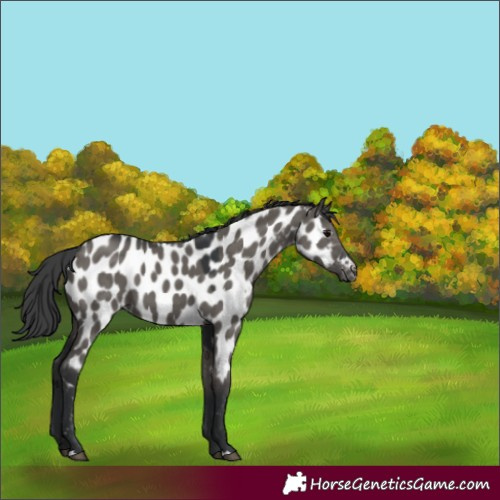 Horse Color:Grullo Appaloosa 
