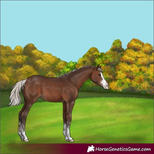 Horse Color:Silver Brown 