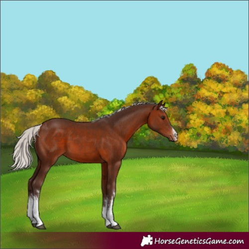 Horse Color:White Spotted Silver Brown 
