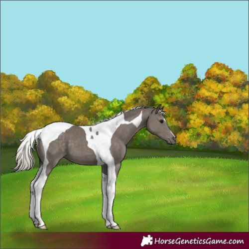 Horse Color:Silver Smoky Black Tobiano 