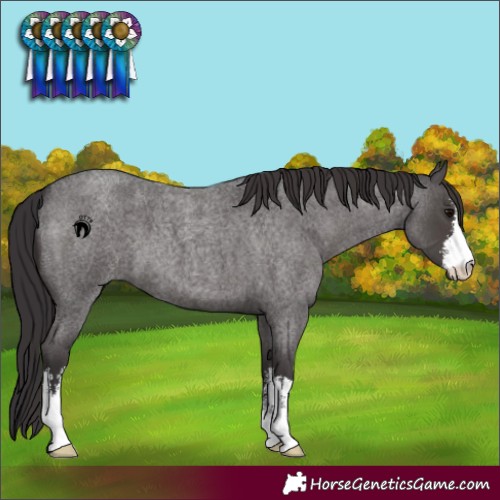 Horse Color:White Spotted Smoky Blue Roan 