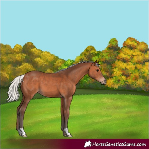Horse Color:Silver Brown 