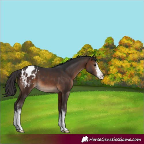 Horse Color:White Spotted Brown Appaloosa 