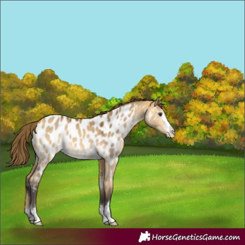 Horse Color:Buckskin Dun Appaloosa 