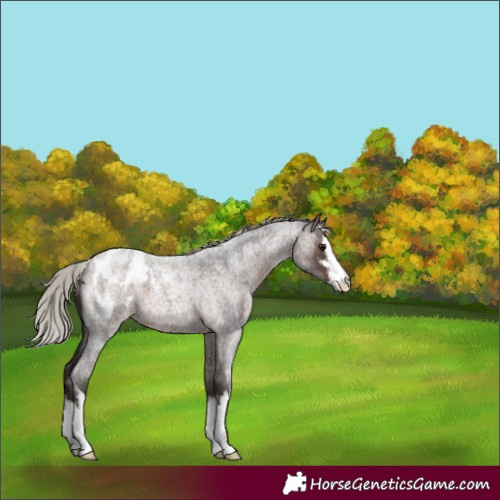 Horse Color:White Spotted Silver Brown Roan Appaloosa 