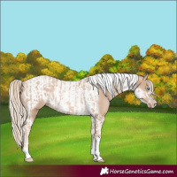 Horse Color:Chocolate Palomino Pearl Tobiano Frame and Chocolate Palomino Pearl Tobiano Frame Rabicano