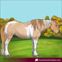 Horse Color:Red Roan Tobiano 