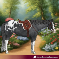 Horse Color:Black Splash Appaloosa 