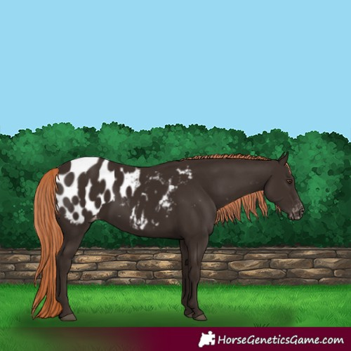 Horse Color:Liver Chestnut Blanket 