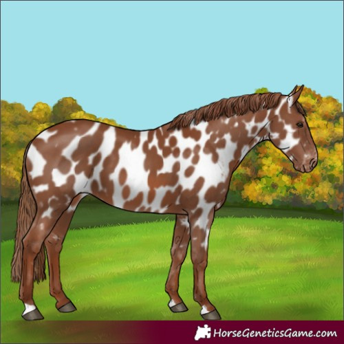Horse Color:Chestnut Appaloosa 