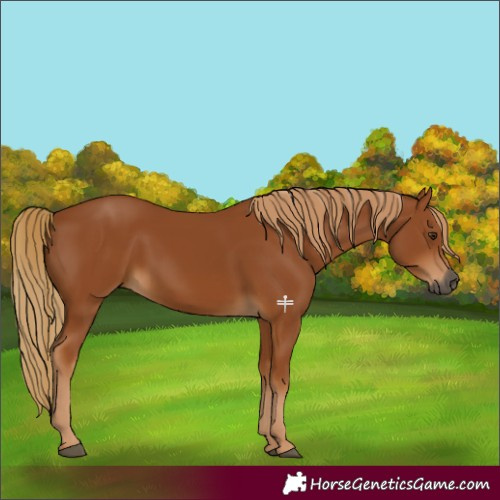 Horse Color:Gray Chestnut 