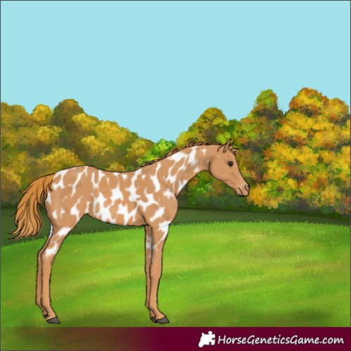 Horse Color:Chestnut Appaloosa 