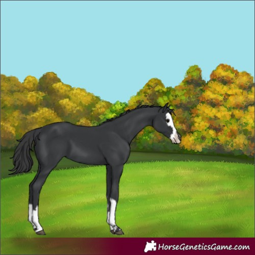 Horse Color:Black  and Black Splash 