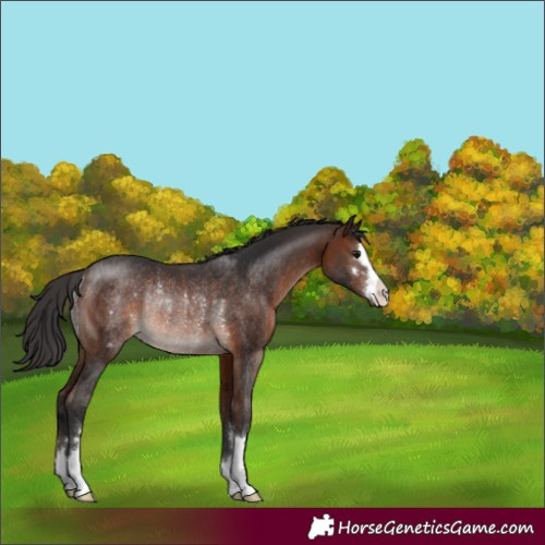 Horse Color:Brown Rabicano 