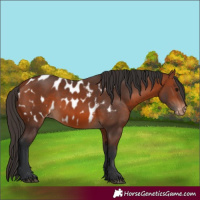Horse Color:Bay Appaloosa Rabicano