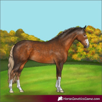 Horse Color:Gray Chocolate Palomino 