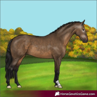 Horse Color:Gray Bay Dun 