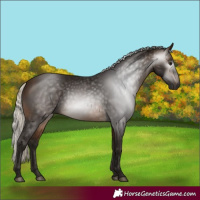 Horse Color:Gray Silver Buckskin 