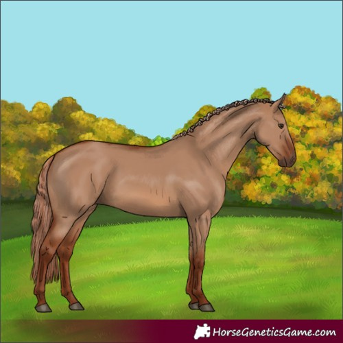 Horse Color:Red Dun 