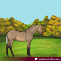 Horse Color:Gray Silver Bay Dun 