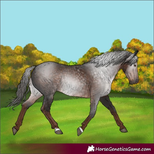 Horse Color:Gray Liver Chestnut 