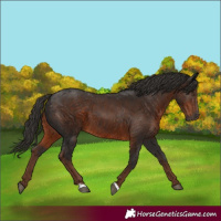 Horse Color:Gray Liver Chestnut