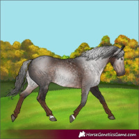 Horse Color:Gray Liver Chestnut 