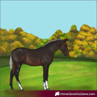 Horse Color:Gray Silver Brown Tobiano
