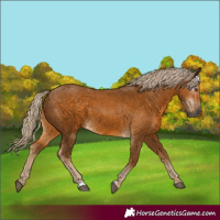 Horse Color:Gray Palomino