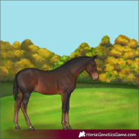 Horse Color:Gray Liver Chestnut 